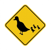 Duck Crossing