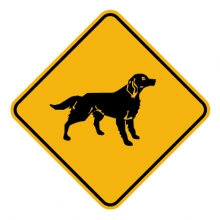Dog Crossing